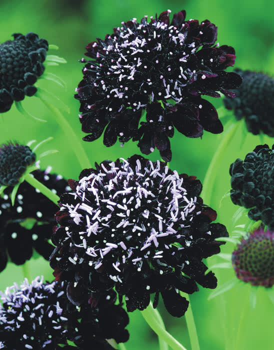 Praktvädd, _Scabiosa atropurpurea_, 'Black Knight'. Foto: Mr Fothergill's
