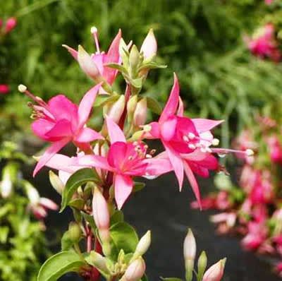 _Fuchsia_, 'Walz Jubelteen'.