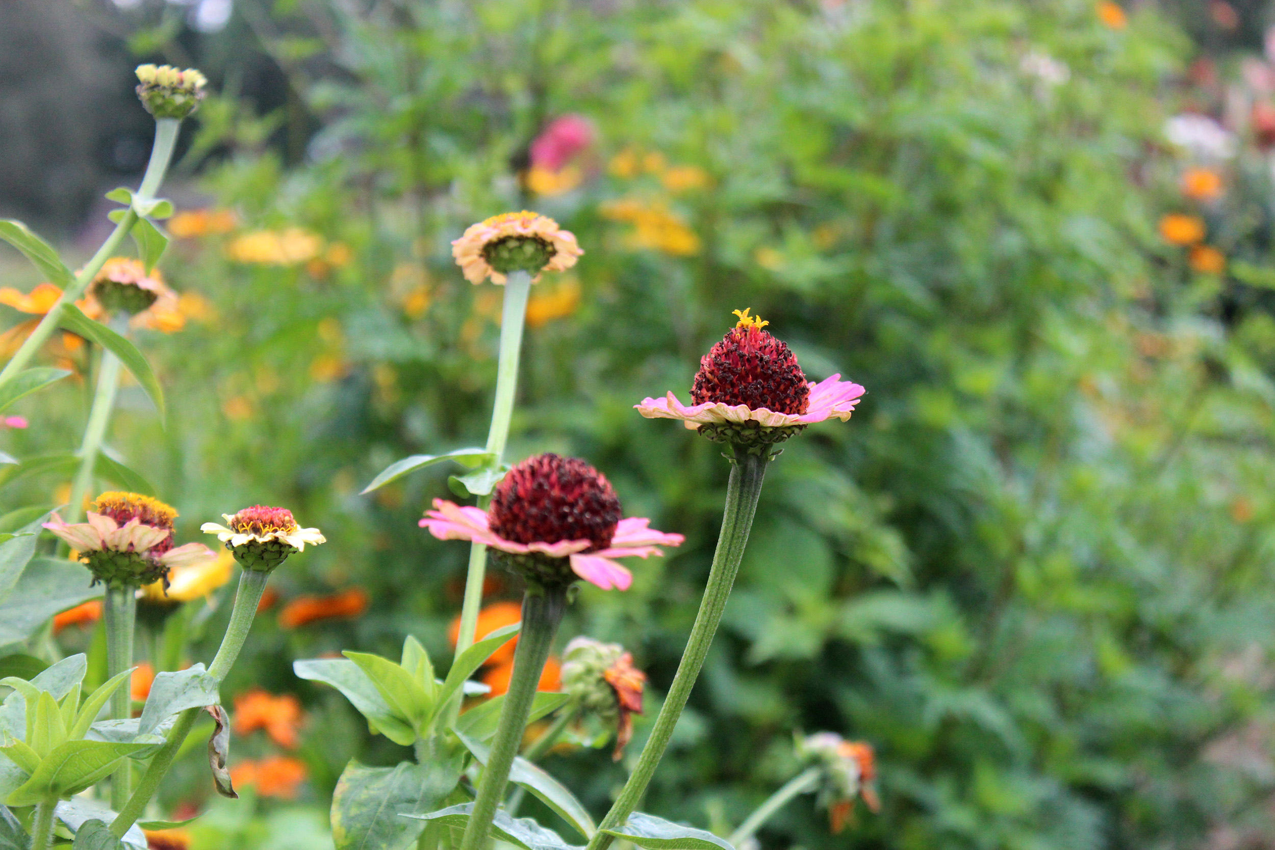 Zinnia RED
