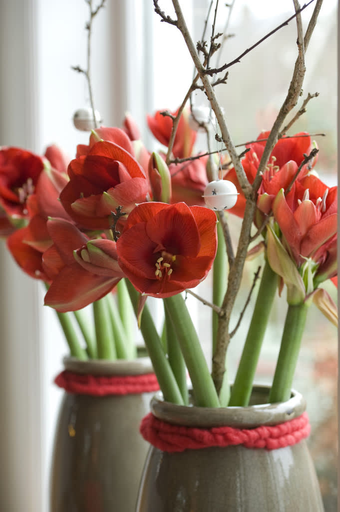 Röda amaryllis i fönsterFoto: Blomsterfrämjandet