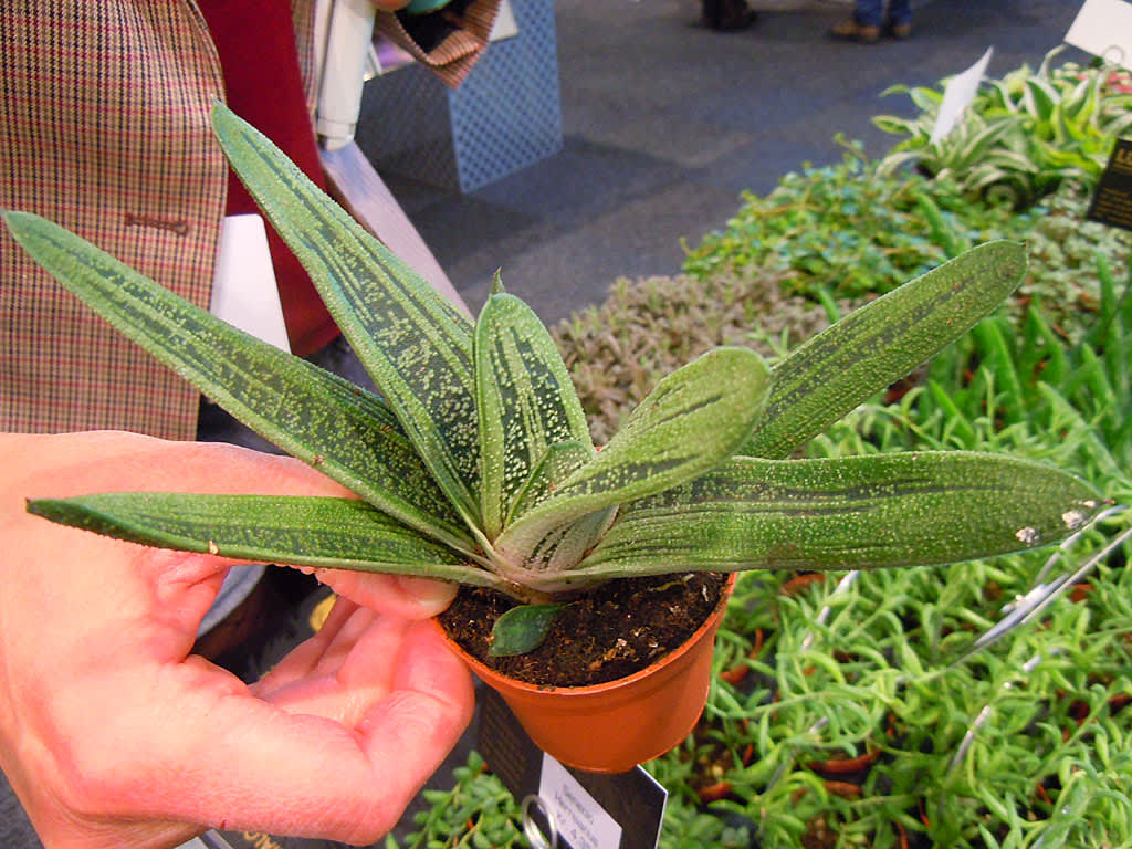 Gasteria 'Dragon Skin'.