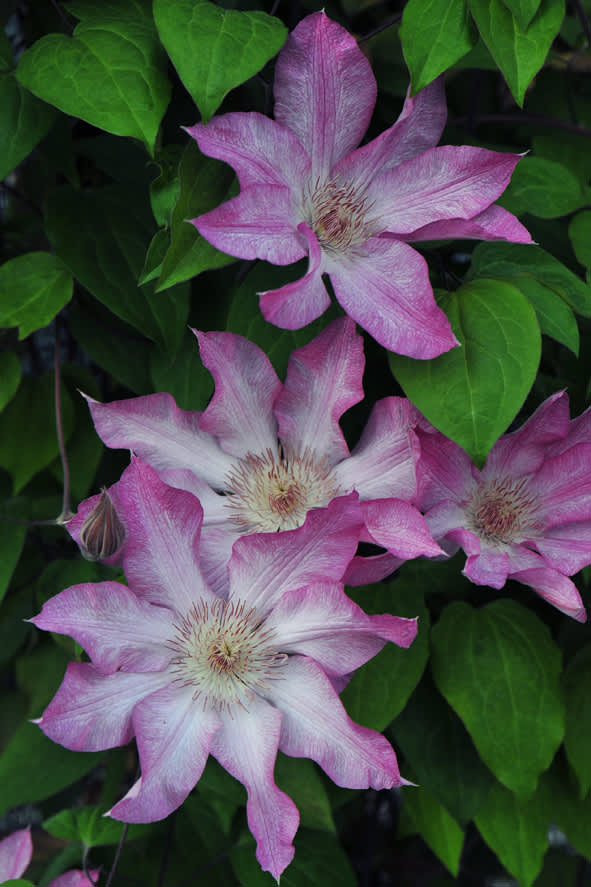 Klematis 'Rooran' blommar tidigt, i maj/juni- juli och ibland även i september. Blommar med enkla, 10-15 cm vida, blommor i rosa nyanser med vita skiftningar. Blir ca 2-2,5 m hög och är härdig i zon 1-5.