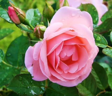 Låt omsorgen om rosorna bli en behaglig och trivsam sommarsyssla så belönas du med en härligt vacker rossäsong! Foto: Katarina Kihlberg