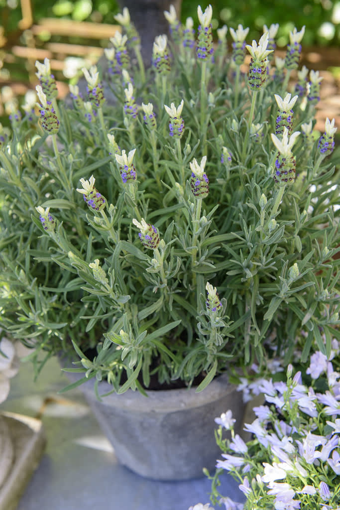 Lavendel är fantastisk som krukväxt. Foto: Floradania 