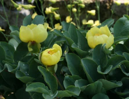 Paeonia wendelboi. Foto: Göteborgs botaniska trädgård