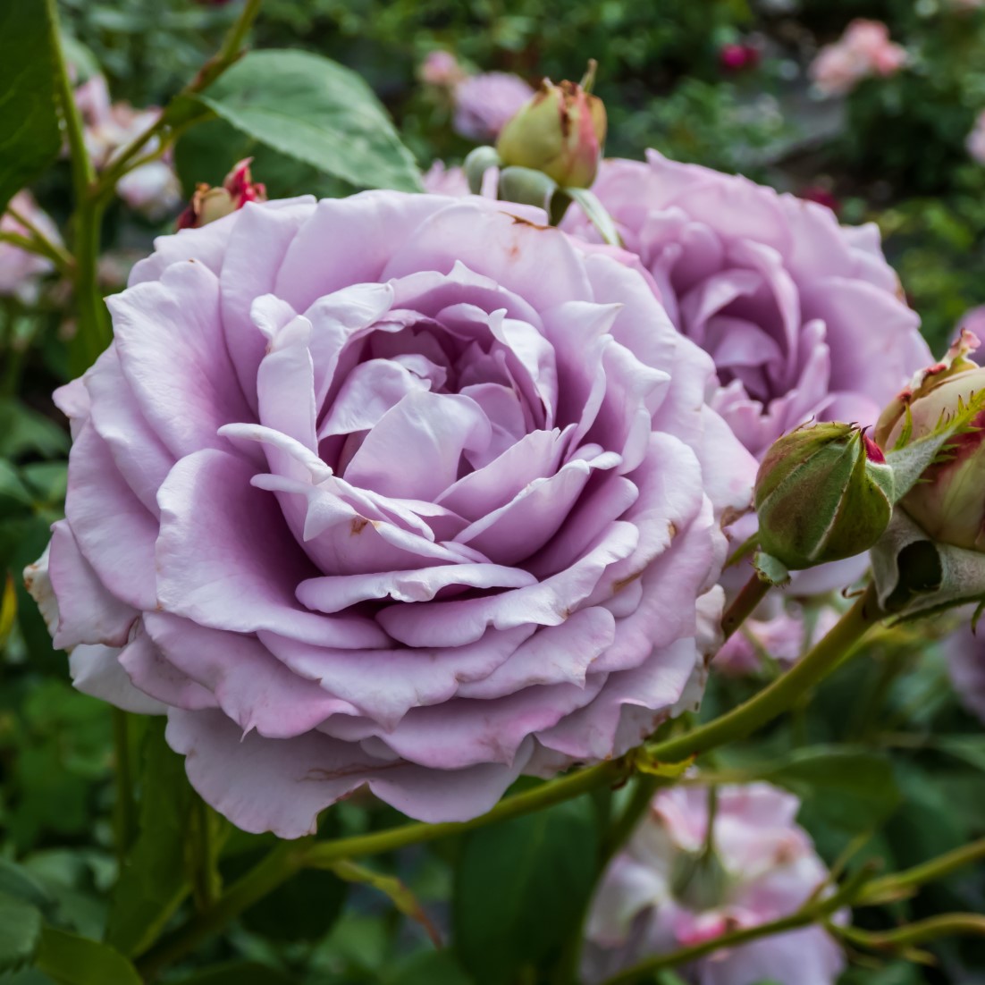 Floribundaros Novalis