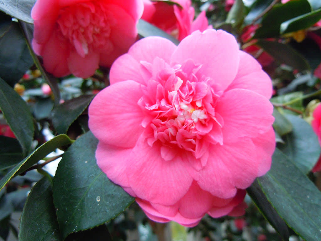 _Camellia japonica_ 'Elegans'
Foto: Bernt Svensson