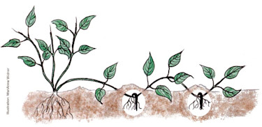 Illustration: MariAnne Widner.