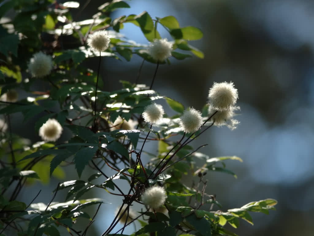 Efter blomning utvecklas fröställningar i form av ludna bollar som är mycket dekorativa.