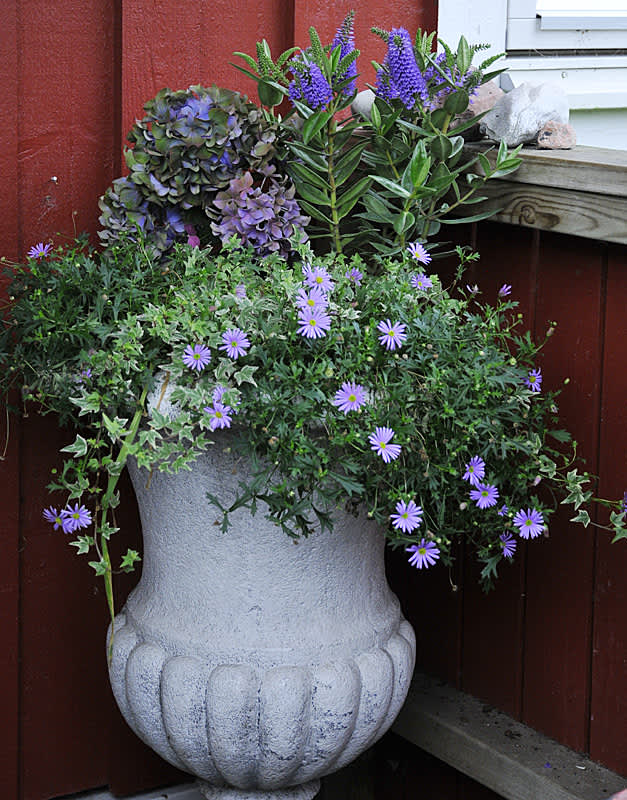 Buskveronika _Hebe x andersonii_, hortensia, murgröna och blåkrage. Foto: Bernt Svensson, arr: Sylvia Svensson