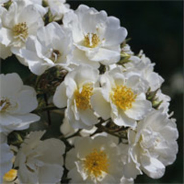 'Stanwell Perpetual'