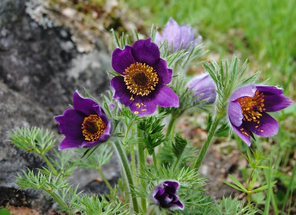 Naturträdgård kan skapas i olika naturtyper. Härma naturen vid val av växter så kommer den naturliga känslan av sig själv. Backsippa, _Pulsatilla vulgaris_, trivs i torrmarker.