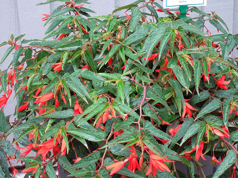 Begonia boliviensis 'Bonfire'.
Foto: Sylvia Svensson