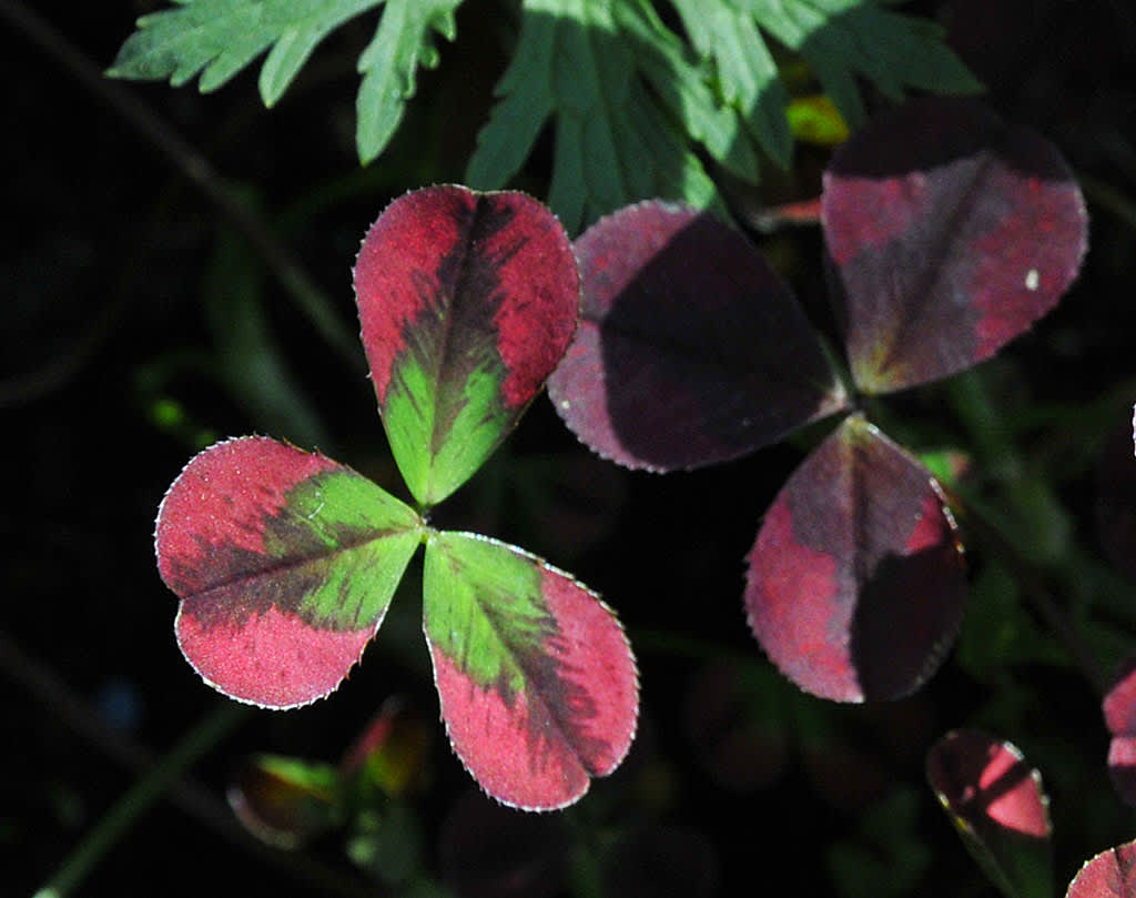 _Trifolium repens_ 'Purpurascens' i för mörk placering så blir bladen grönare.
Foto: Sylvia Svensson
