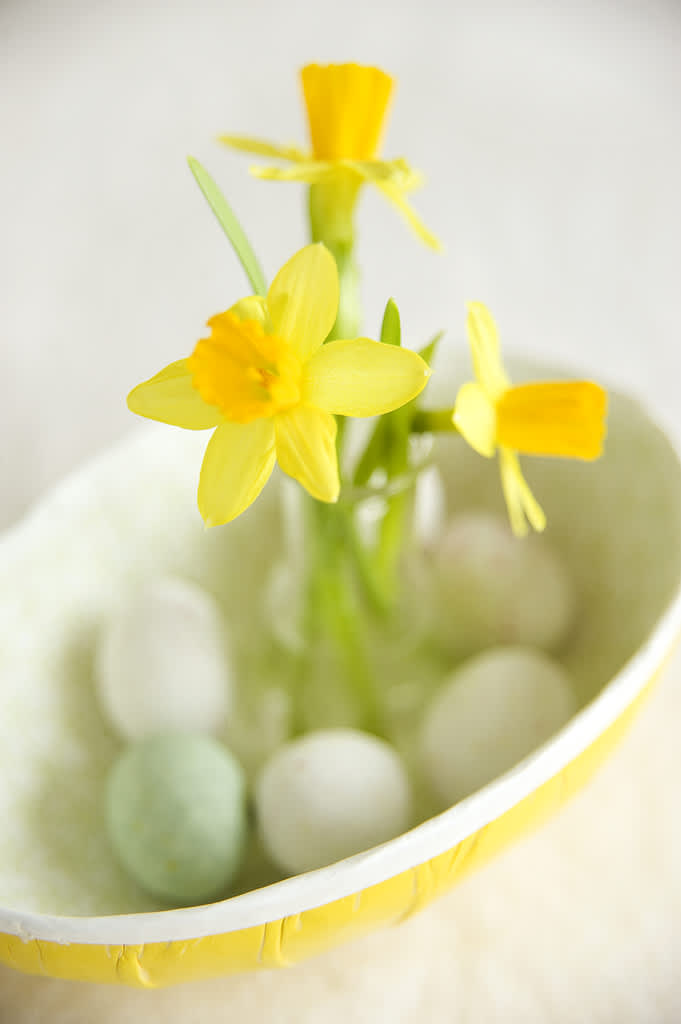 Påsklilja, _Narcissus_, Tête à Tête i äggskålen. Foto: Blomsterfrämjandet