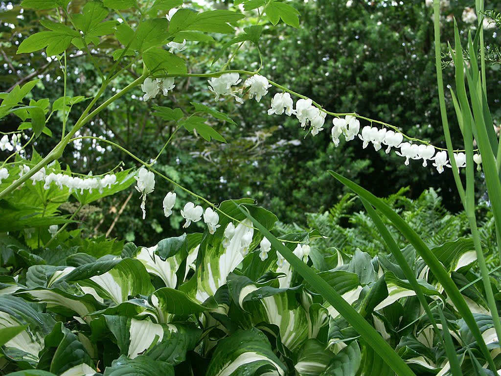 Brokfunkia, _Hosta undulata_, 'Variegata' tillsammans med vit löjtnantshjärta. Foto: Sylvia Svensson