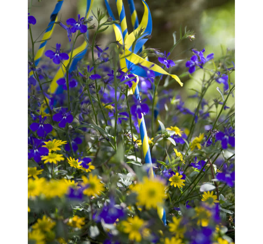 Juniampel med lobelia och husarknappar. Foto: Blomsterfrämjandet