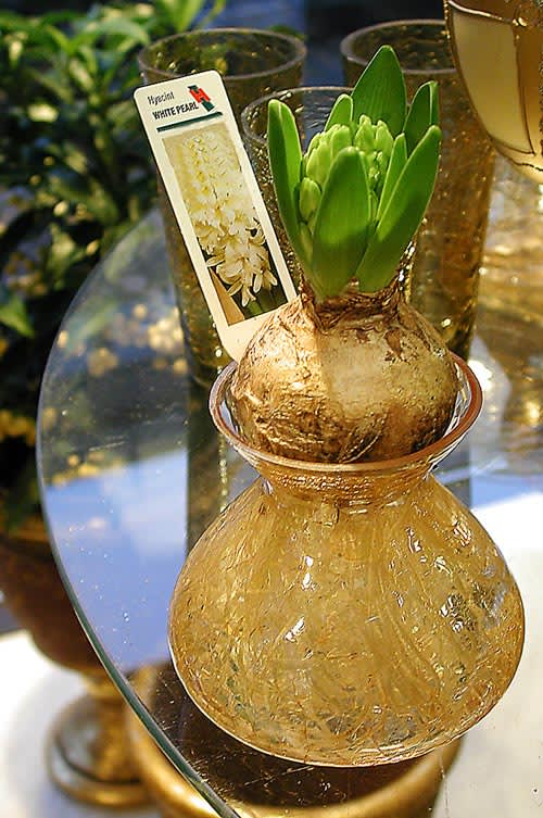 Hyacint i glas. Foto: Sylvia Svensson