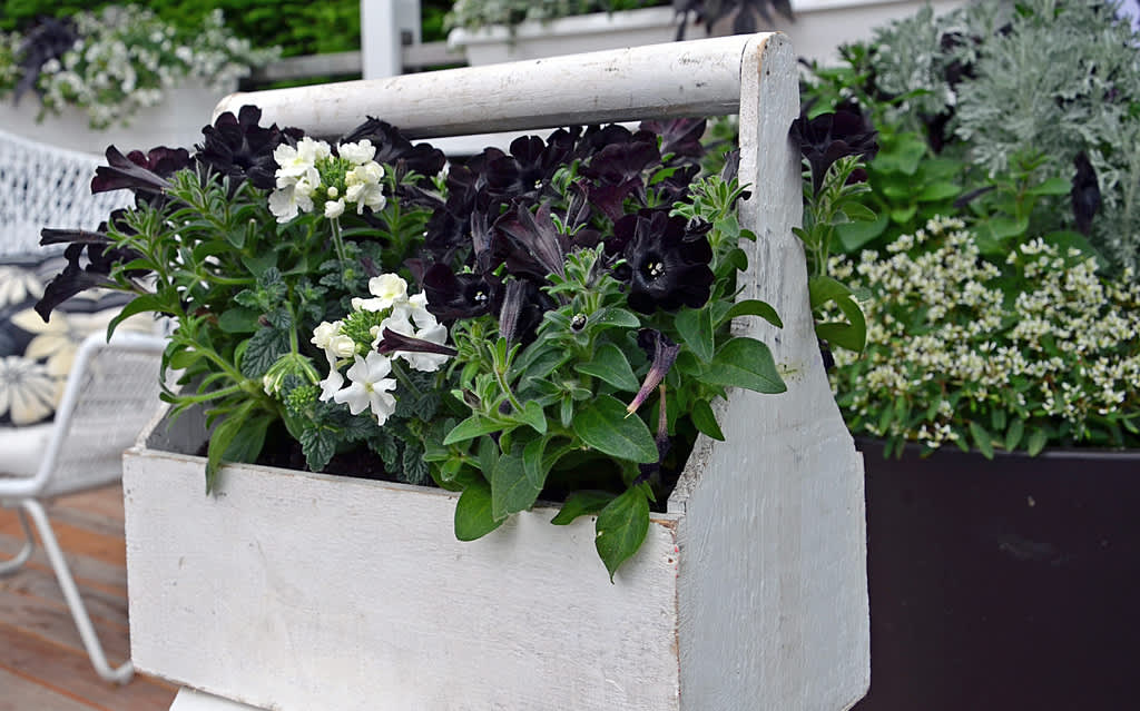 En gammal verktygslåda blir trendriktig behållare till svart petunia ’Velvet’ och vit trädgårdsverbena. Foto: Mäster Grön