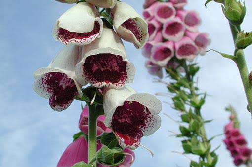 _Digitalis_ 'Giant Spotted'.