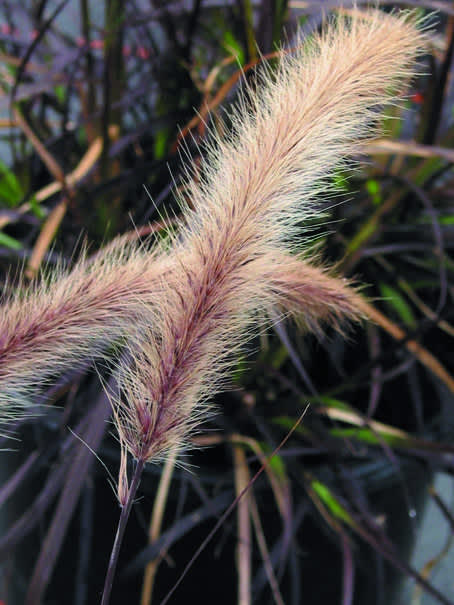 Fjäderborstgräs, _Pennisetum setaceum_,, med höstvackert borst. Foto: Blomsterfrämjandet