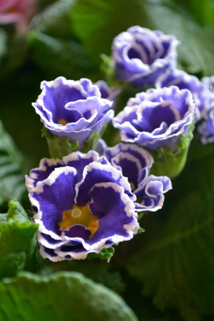 Primula Sirococco'
Foto: Blomsterfrämjandet