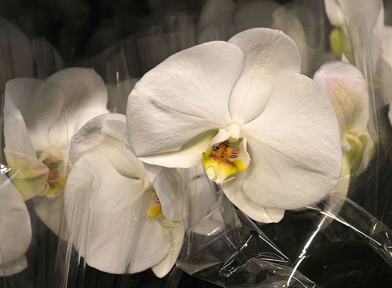 _Phalaenopsis_ 'Full Moon'