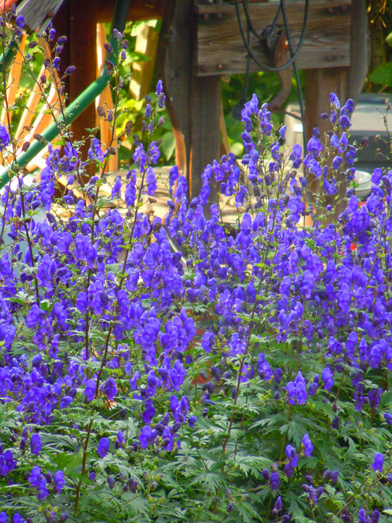 Stormhatt, _Aconitum x cammarum_, 'Spark's Variety´, en härdig och iögonfallande sensommarblommare. Foto: Sylvia Svensson