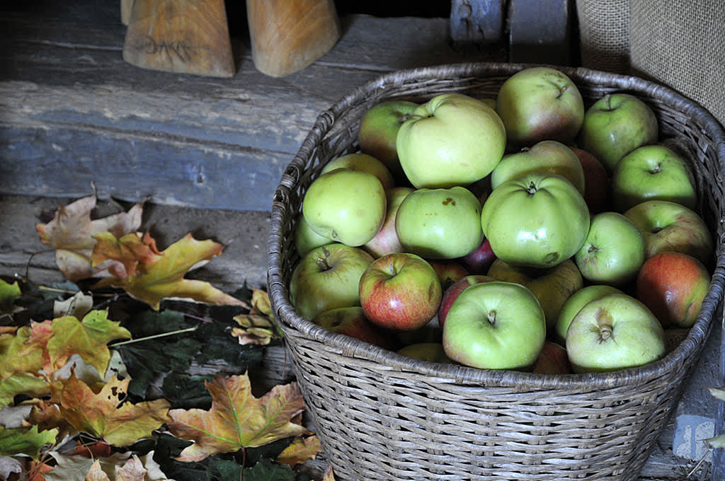 En korg med äpplen. 
Foto: Sylvia Svensson
