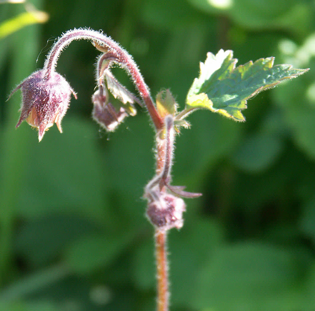 Humleblomster, _Geum rivale_.
Foto. Sylvia Svensson