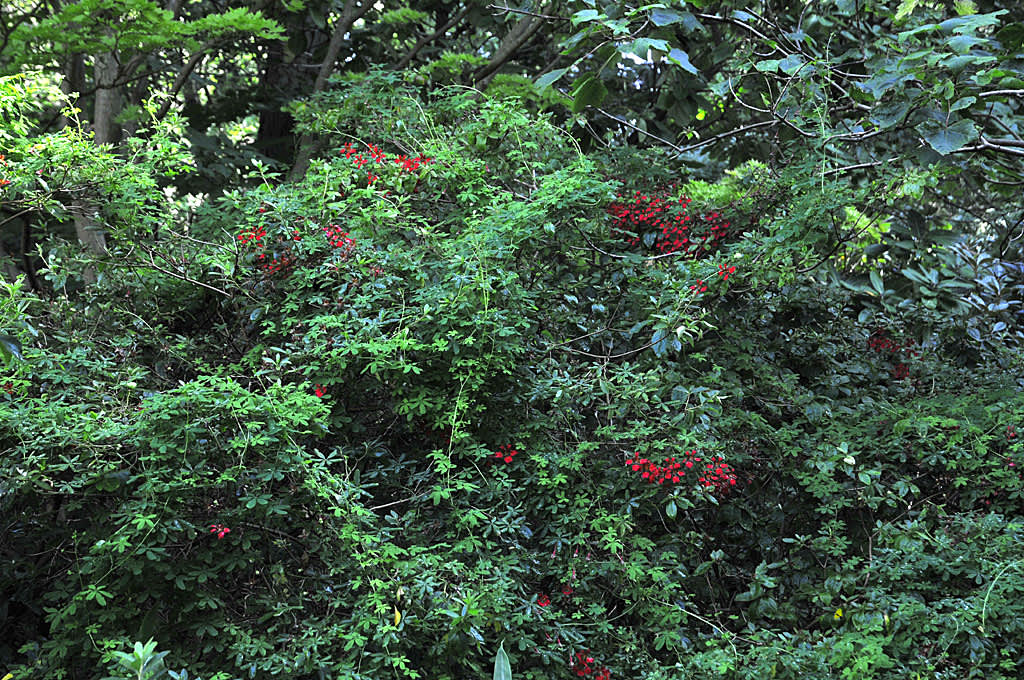 Eldkrasse klättrar över ett stort rododendronbuskage.
Foto: Bernt Svensson
