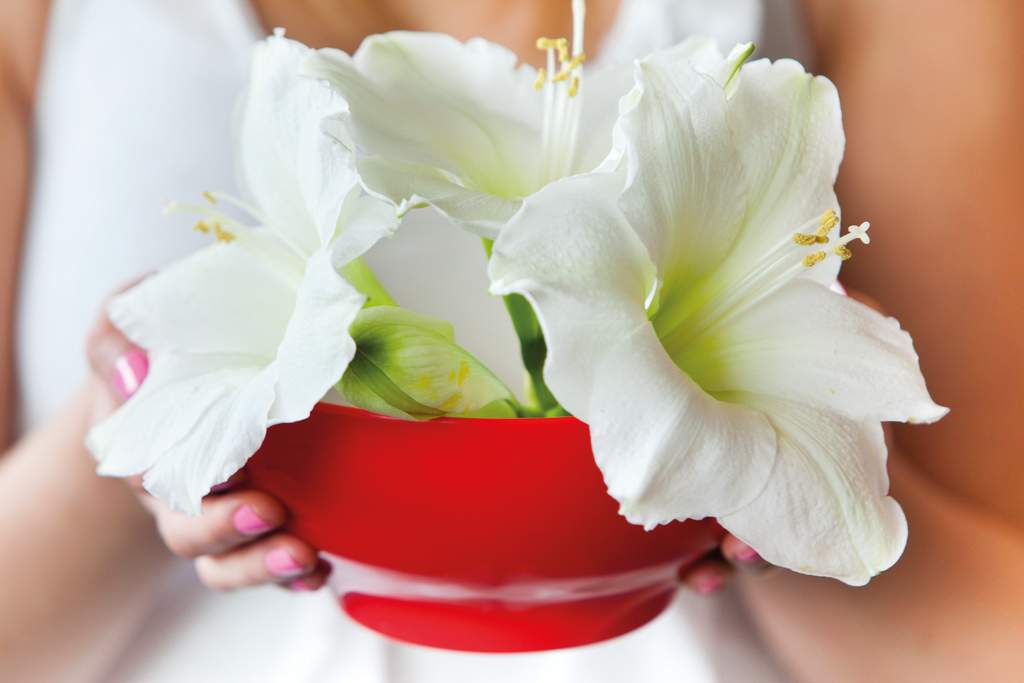 Vita amaryllis i röd skål - enkelt, effektfullt och mycket uppskattat! 
Foto: Blomsterfrämjandet