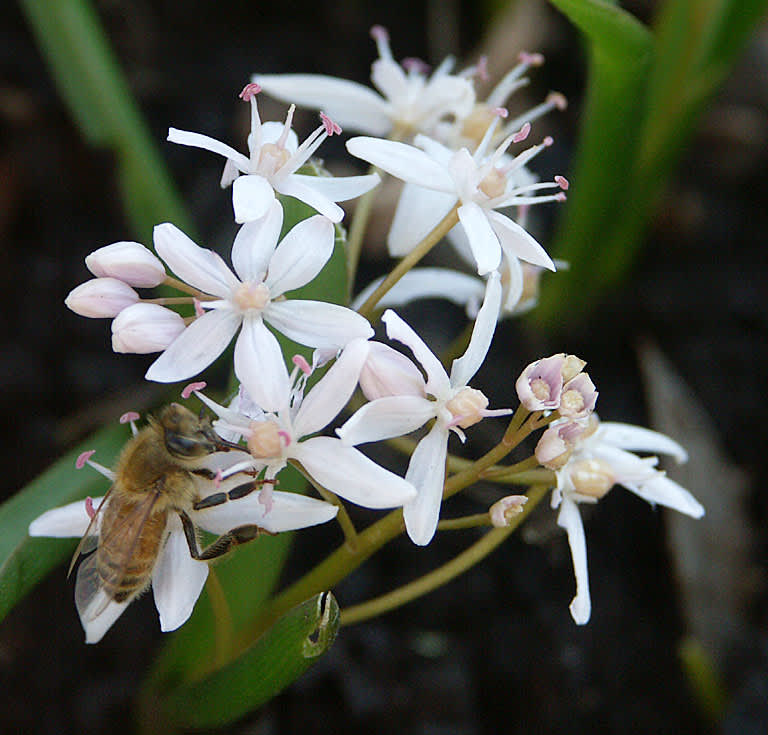 Scilla bifolia 'Alba'