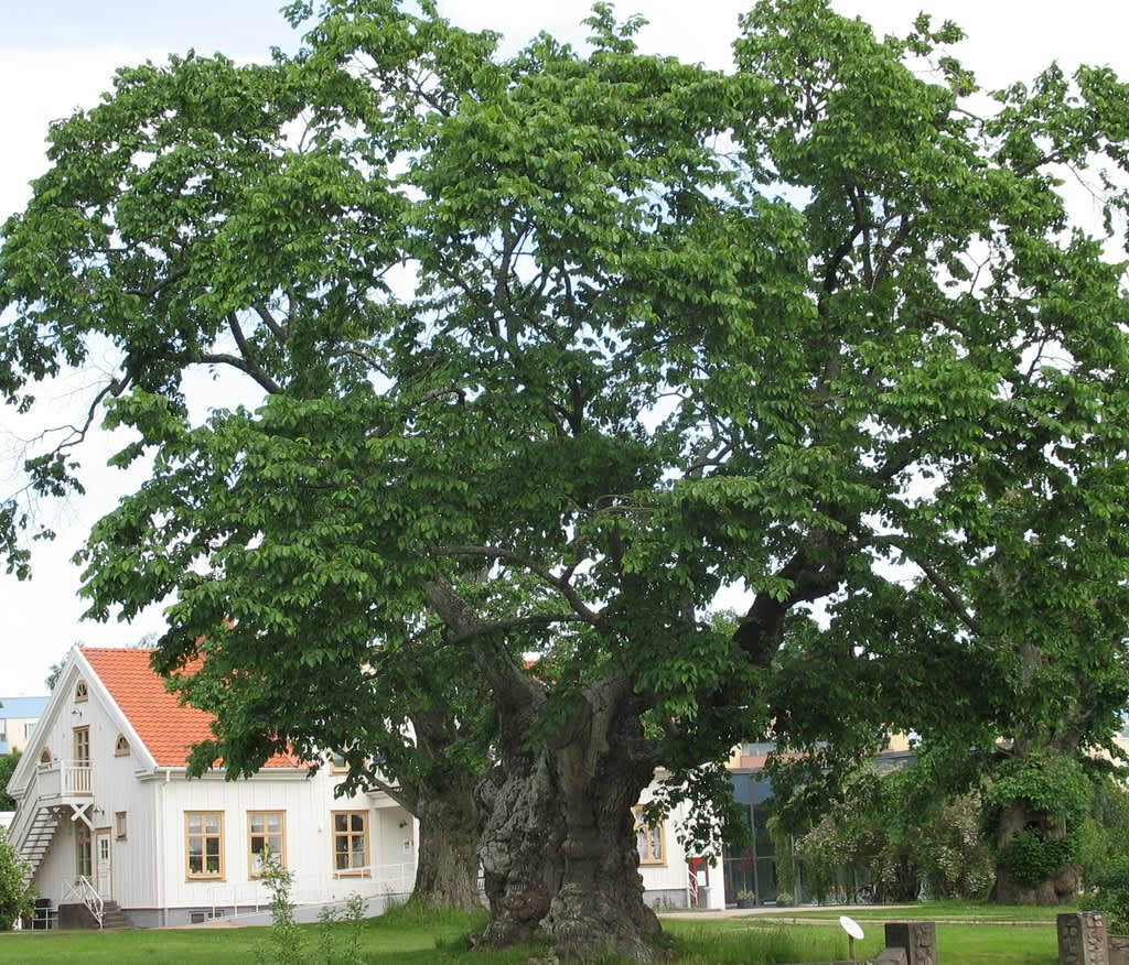 Sockerdricksträdet och prästgården