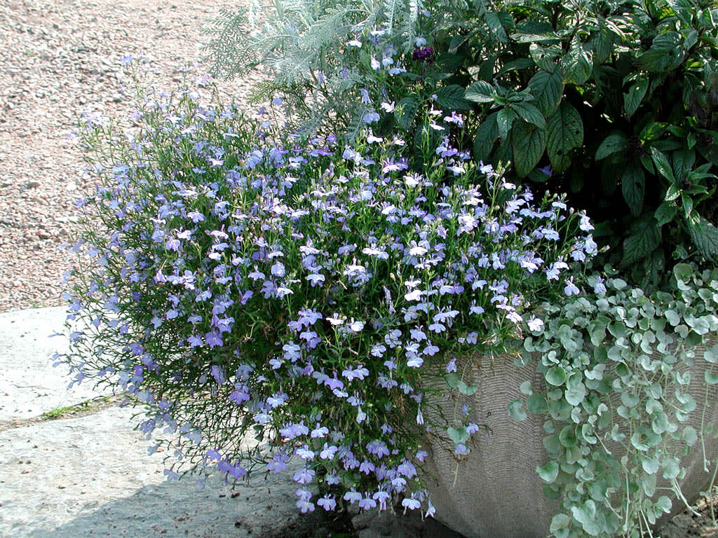 Silvriga toner. Isblå lobelia och silvernjurvinda väller över krukkanten, åbrodd och heliotrop ståtar bakom. 
Foto: Bernt Svensson 