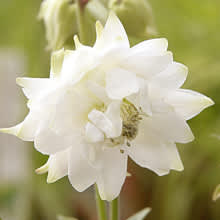 Akleja 'White Barlow' är riktigt lysande vit! Beställ här: [Perennerbjudande](http://erbjudande.odla.nu/bpr/?p=1)