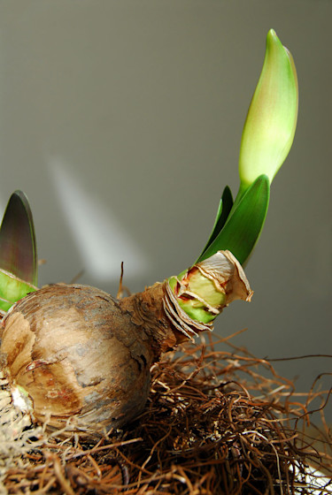Amaryllis på lök med grön knopp.