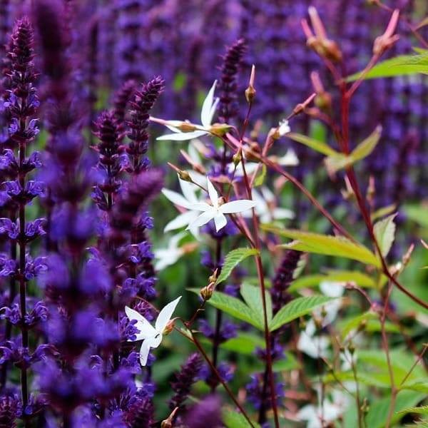 Stäppsalvia och Gillenia
