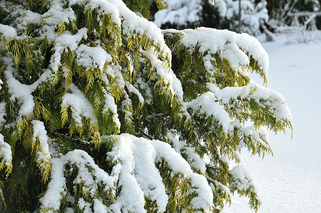 Ädelcypress, _Chamaecyparis lawsoniana_, 'Golden Wonder' i snön. Foto: Sylvia Svensson
