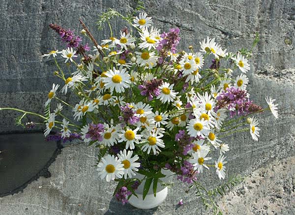 Sju sorters vilda blommor.
Foto: Sylvia Svensson