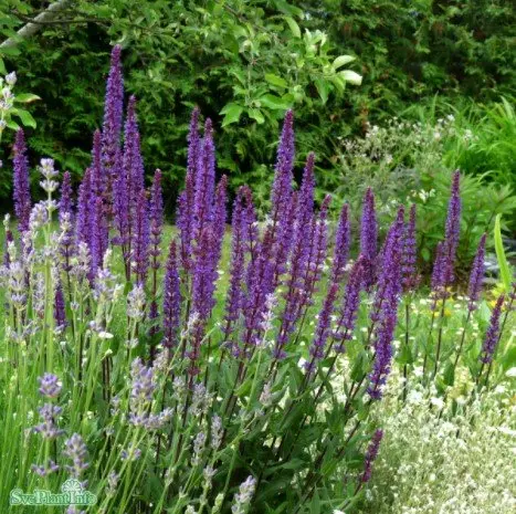 Stäppsalvia 'Caradonna'