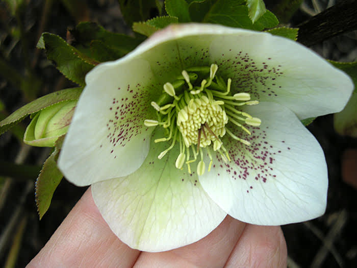 Prickjulros, Helleborus orientalis ssp. guttatus. Foto: Sylvia Svensson