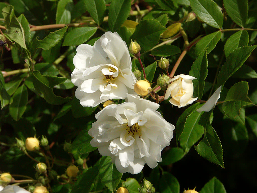 _Rosa helenae_ 'Hybrida', närbild på en åldrad blomma. Foto: Sylvia Svensson