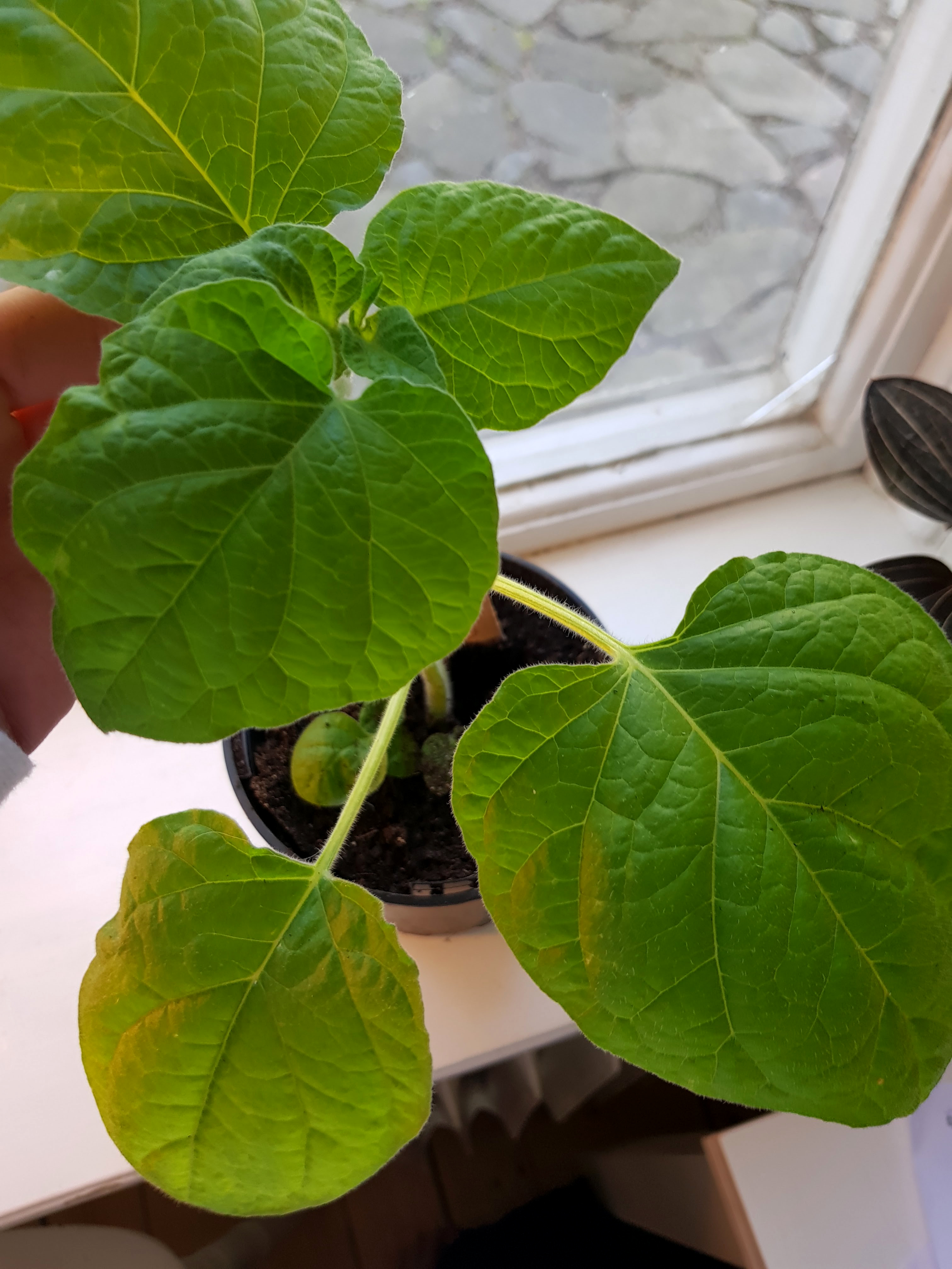 20180503 192914 RED