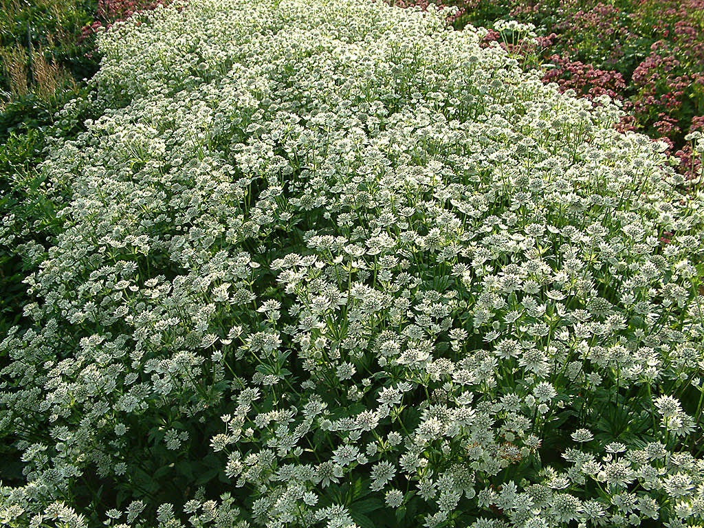 Stjärnflocka 'Star of Billion' blommar villigt. Foto: Rickard Nordström, Perennagruppen

