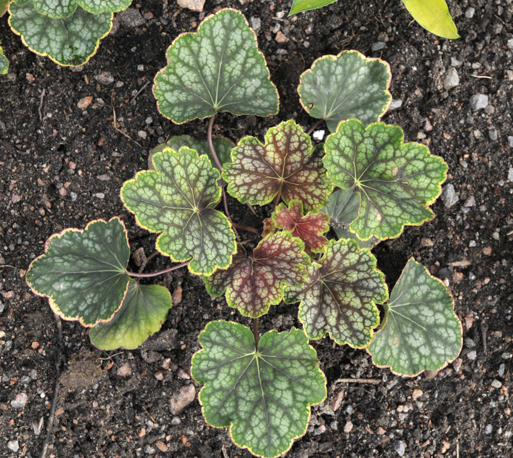 Alunrot, _Heuchera_ 'Beauty Colour'.
Foto: Sylvia Svensson
