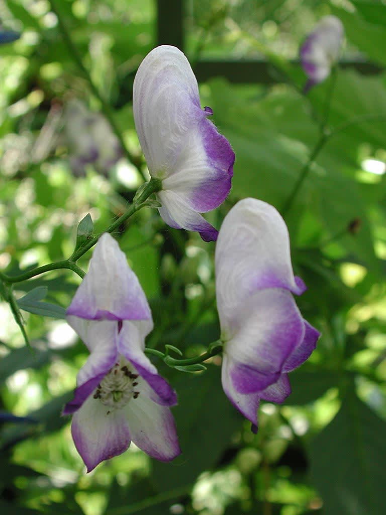 _Aconitum x cammarum_ 'Bicolor', trädgårdsstormhatt.
Foto: Sylvia Svensson