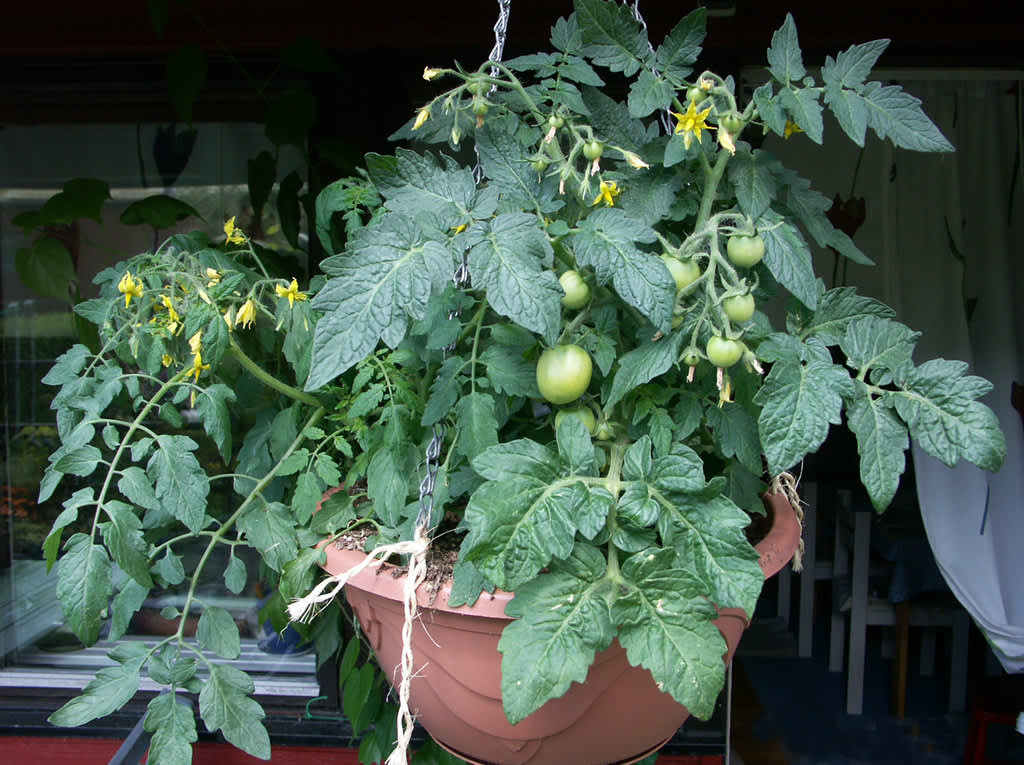 Har du gröna tomater kan du ta i dem och låta mogna i inomhusvärmen! 
Foto: Sylvia Svensson