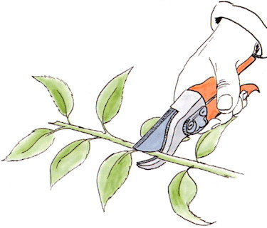 Illustration: MariAnne Widner.