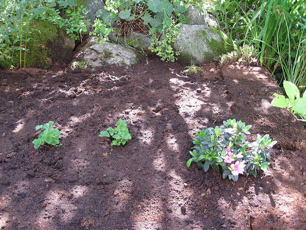 Minihjortronmyr planterad med de första två hjortronplantorna och en miniazalea
Foto: Hannele Niemelä